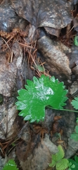Micranthes nelsoniana aestivalis