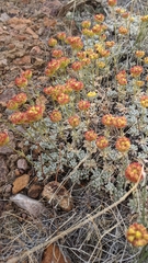 Eriogonum douglasii