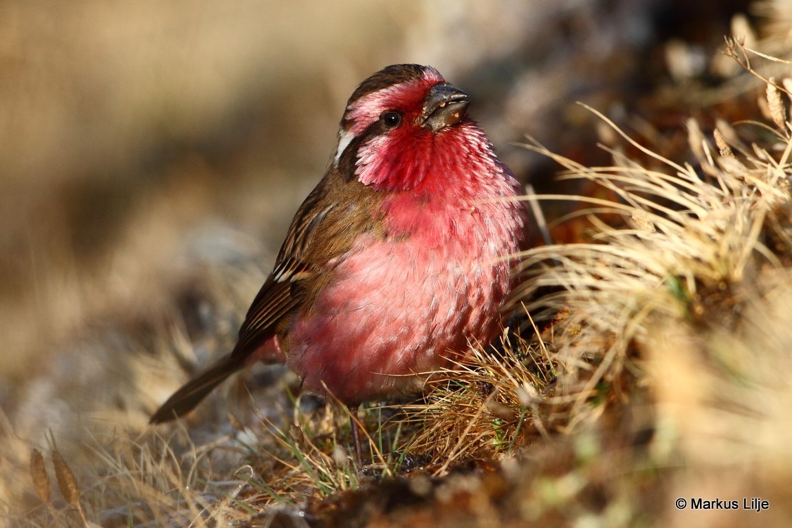 Himalayan White-browed Rosefinch (Carpodacus thura)