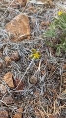 Ivesia webberi
