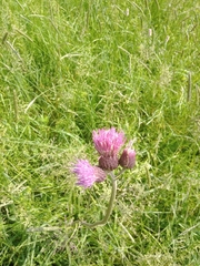 Cirsium rivulare