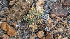 Cusickiella douglasii
