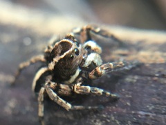Aelurillus madagascariensis