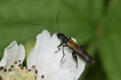 Oedemera pthysica