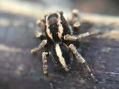 Aelurillus madagascariensis