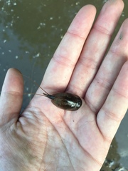 Lepidurus apus
