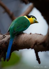 Psarisomus dalhousiae