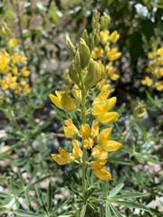 Lupinus croceus