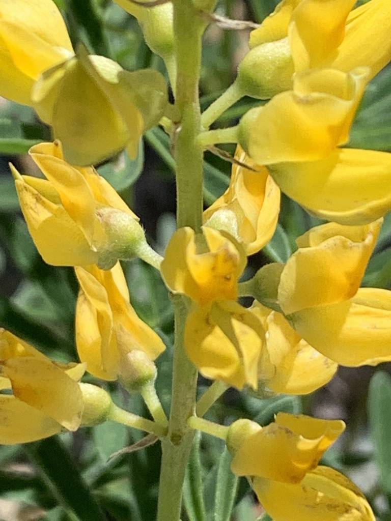 Saffron-flowered Lupine