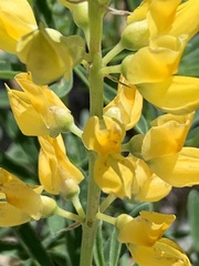 Lupinus croceus
