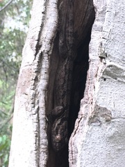 Blaesodactylus sakalava