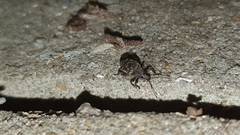 Otiorhynchus sulcatus