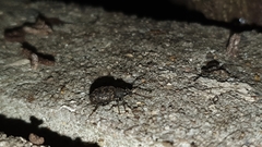 Otiorhynchus sulcatus