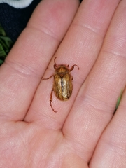 Rhizotrogus marginipes