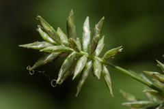 Cyperus pallidicolor