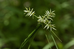 Cyperus pallidicolor