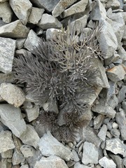 Lignocarpa diversifolia