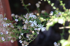 Olearia paucidentata