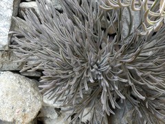 Lignocarpa diversifolia