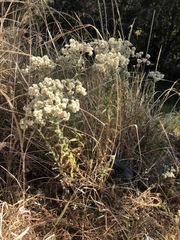 Pseudognaphalium chartaceum