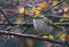 Phylloscopus proregulus