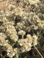 Pseudognaphalium chartaceum