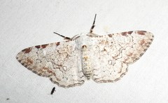 Thyrinteina arnobia