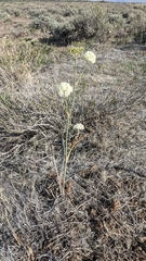 Perideridia bolanderi