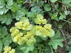 Chrysosplenium alternifolium