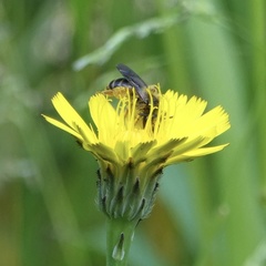 Andrena fulvago