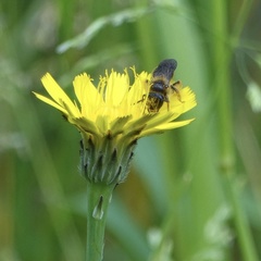 Andrena fulvago