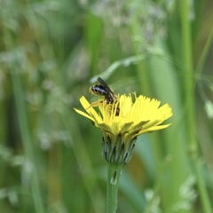 Andrena fulvago