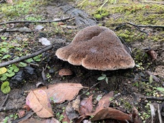 Postia pelliculosa