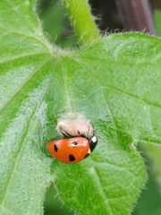 Dinocampus coccinellae paralysis virus