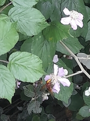 Volucella