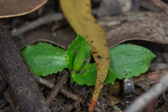Pterostylis nutans