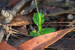 Pterostylis nutans