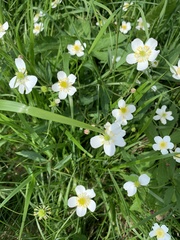 Ranunculus aconitifolius
