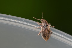 Polydrusus marginatus