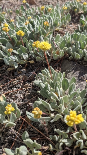 Image of Eriogonum ochrocephalum by no rights reserved