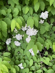 Spiraea flexuosa