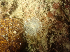 Anthopleura ballii