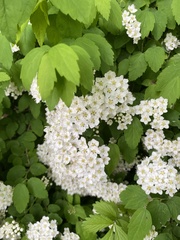 Spiraea flexuosa