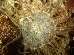 Anthopleura ballii