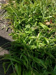 Paspalum fimbriatum