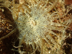 Anthopleura ballii