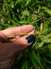 Paspalum fimbriatum
