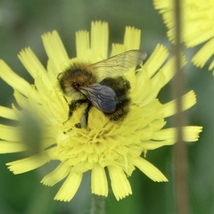 Bombus pascuorum