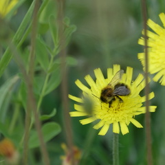 Bombus pascuorum