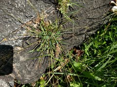 Digitaria violascens